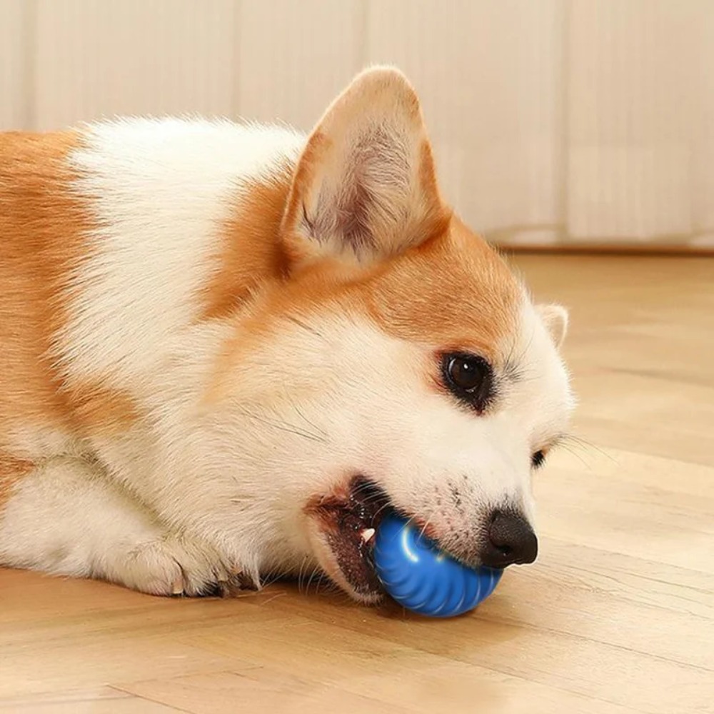 جديد 1 قطعة التلقائي تتحرك لعب - مراجعة Automatic Moving Dog Ball وسعره