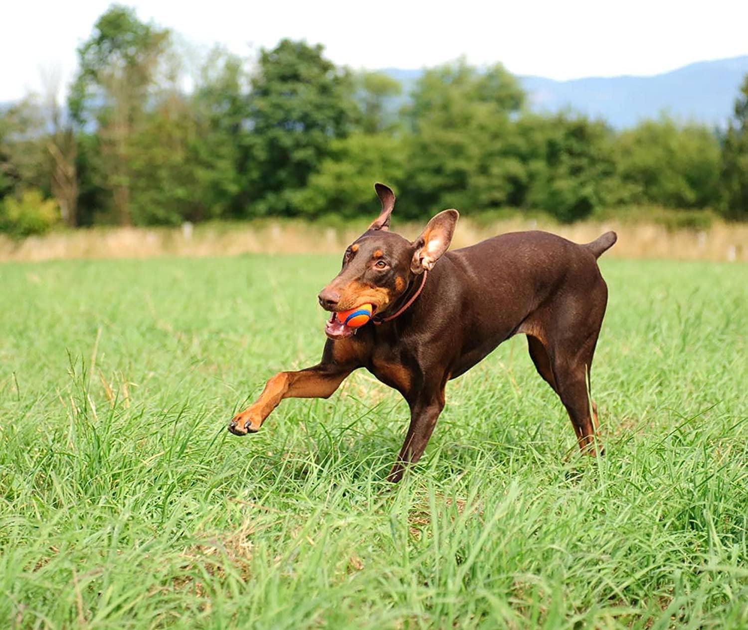 تشوككيت الترا الكرة الكلب لعبة - مراجعة Indestructible Dog Chew Toy وسعره