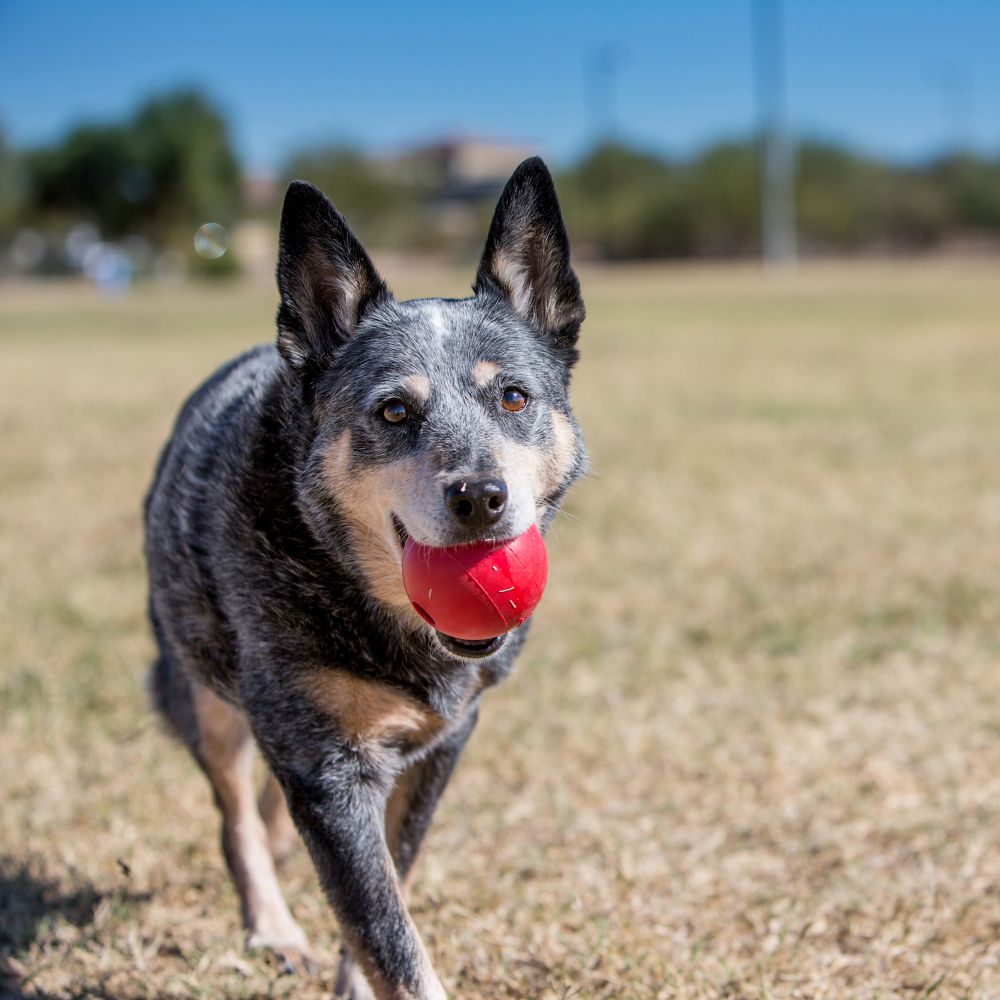 لعبة كونج بول للكلاب مقاس M/L - مراجعة Indestructible Dog Chew Toy وسعره